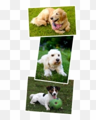 Home - Lakeview Kennels Dog Toy Emoji,Dogs And Cats Emotions