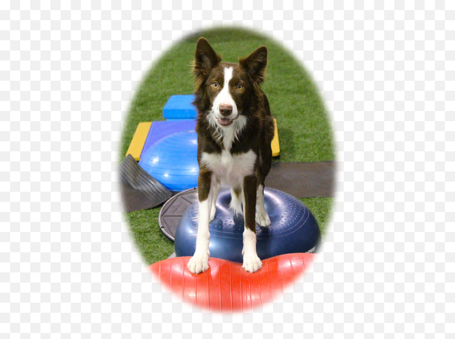 Home - Pawsitive Spirit Training U0026 Wellness Dog Supply Emoji,Dog Emotion Committed To Human Pg