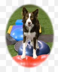 Home - Pawsitive Spirit Training U0026 Wellness Dog Supply Emoji,Dog Emotion Committed To Human Pg