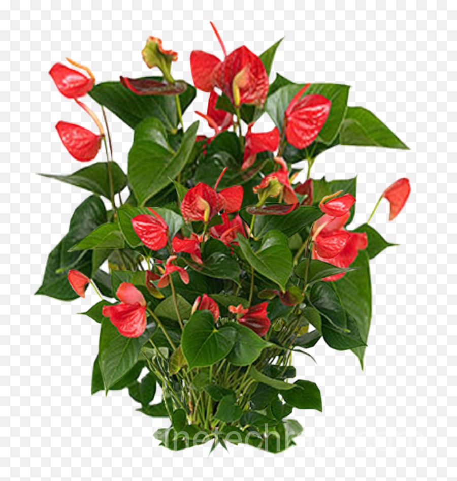 Natural Flowers Png Image Rate In Green Colour Transparent - Png Image Of Plants Emoji,Gean Emoji