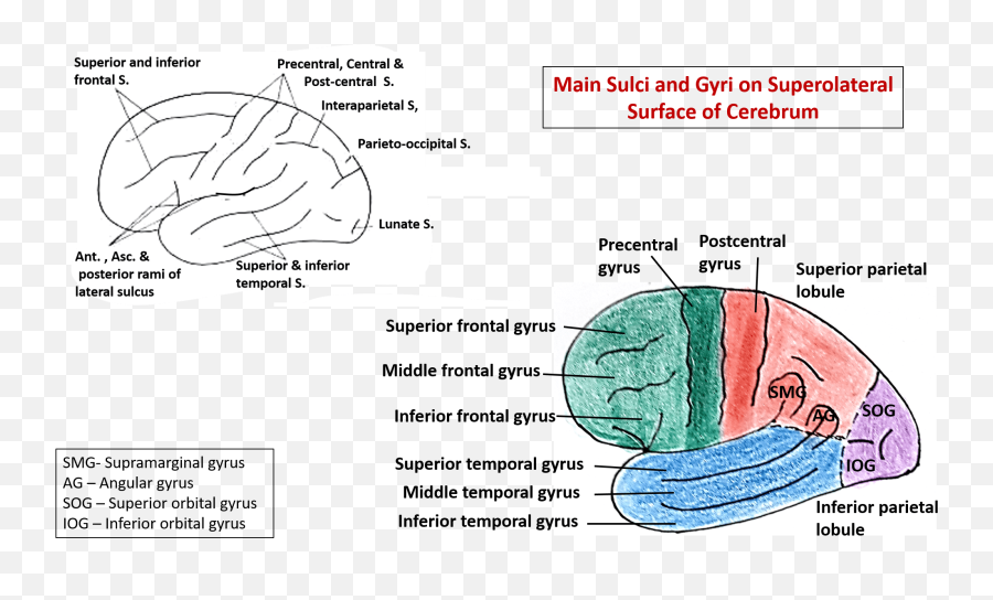 Cerebrum Anatomy Qa - Language Emoji,Brain Lobes Emotion Intellect Personality