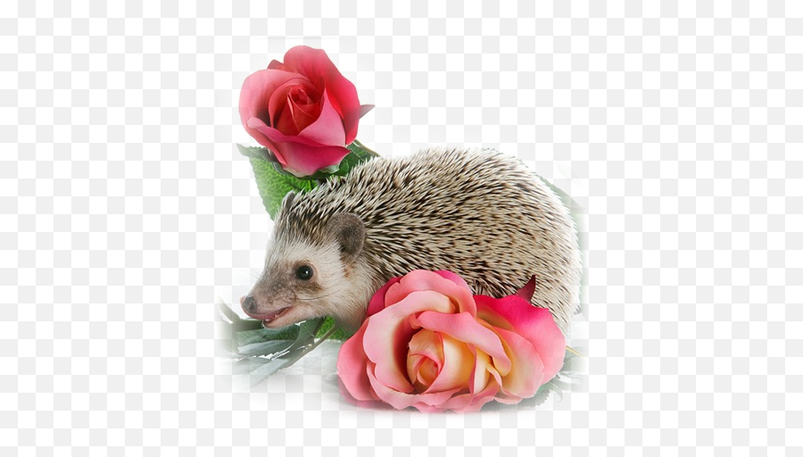 Pin By Brandi Lewis On Igelkott Hedgehog Ferret Animals - Domesticated Hedgehog Emoji,What Does The Porxupine Emoticon