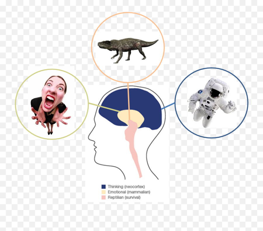 Neuromarketing Automatic Processes And Implicit Users Emoji,Neocortex Emotions