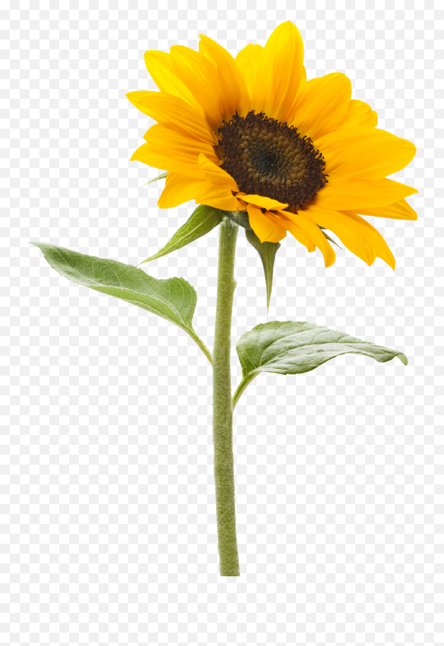 Download Sunflower Transparent Background Hq Png Image - Sunflower Png Transparent Emoji,Sunflower Emoji Iphone