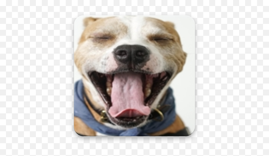 American Bully Dog Wallpaper Apk Latest - Dog Emoji,Free Pit Bull Emojis
