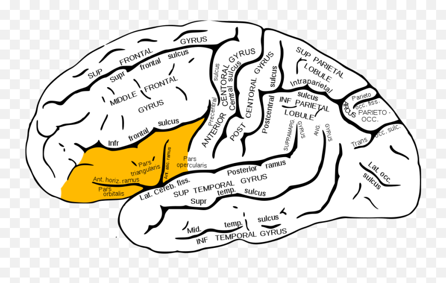 Creativity Myths You Need To Stop Believing - Inferior Frontal Gyrus Anatomy Emoji,Language Creative Emotions