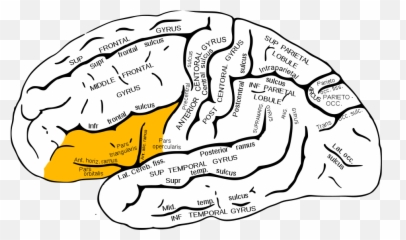 Creativity Myths You Need To Stop Believing - Inferior Frontal Gyrus Anatomy Emoji,Language Creative Emotions