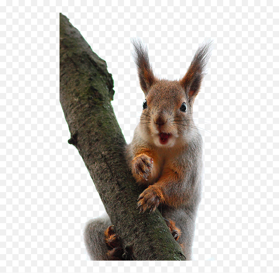 Squirrel Gifs - Red Squirrel Emoji,Free Squirrel Emoticons