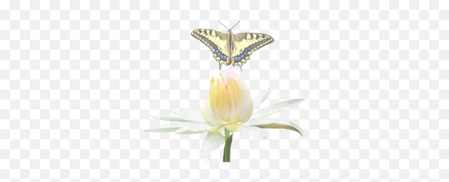 Letting Go Of The Past - Old World Swallowtail Emoji,Forgiveness Iscnot An Emotion. It Is An Act Of The Will