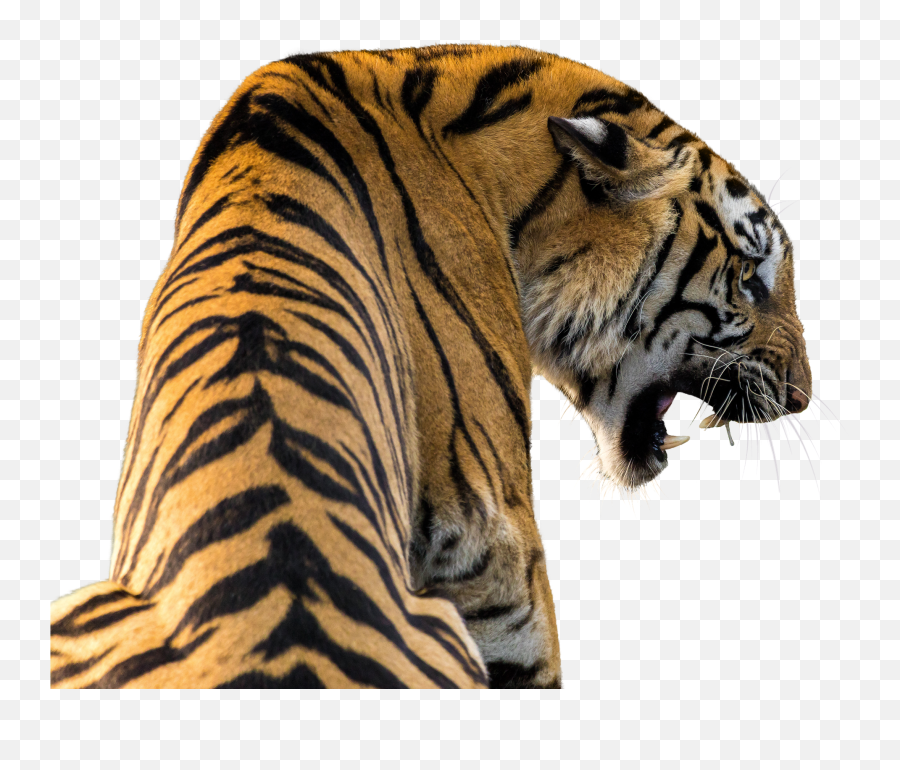 Tiger Isolated Big Cat Predator Zoo Animaltiger - Crocodile Et Le Tigre Emoji,Levels Of Emotion In Zoo Animals
