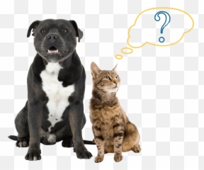 Subscription Service The Woof Club - Collar Emoji,Dog Emotion Committed To Human Pg