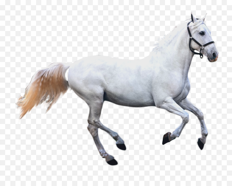 Wink Emoji - Pngfreeimg,Horse Emoji