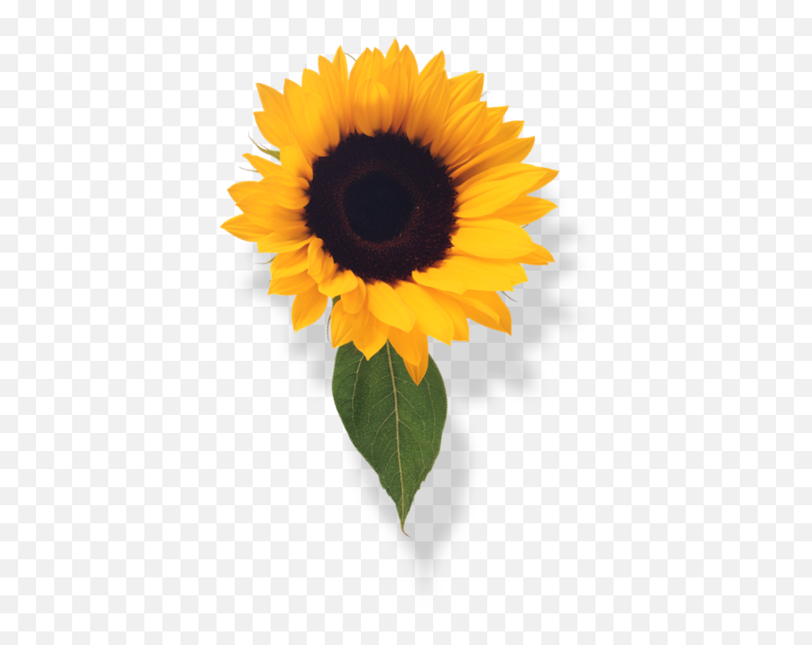 Celebrations - Mango Florist Emoji,Sunfloer Emoji