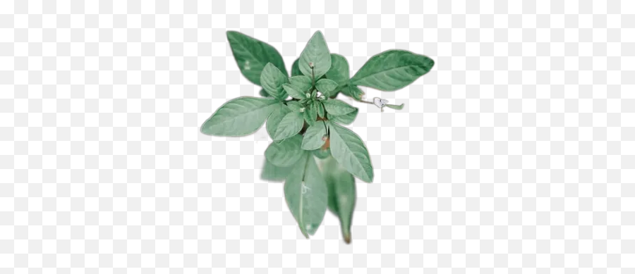 Green Plant Transparent Image For Free Download Emoji,Basil Leaf Emoji
