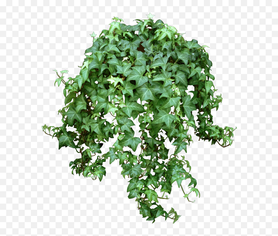 English Ivy Hedera Helix Despite Its Poisonous Leaves - Hanging Hedera Helix Emoji,Poison Ivy Leaf Emoticon