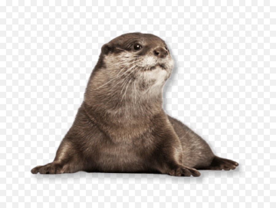 Otter Otters Terrieasterly Sticker - Transparent Sea Otter Png Emoji,Otter Emoji