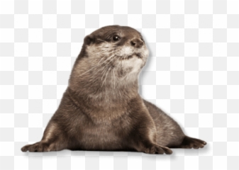 Otter Otters Terrieasterly Sticker - Transparent Sea Otter Png Emoji,Otter Emoji