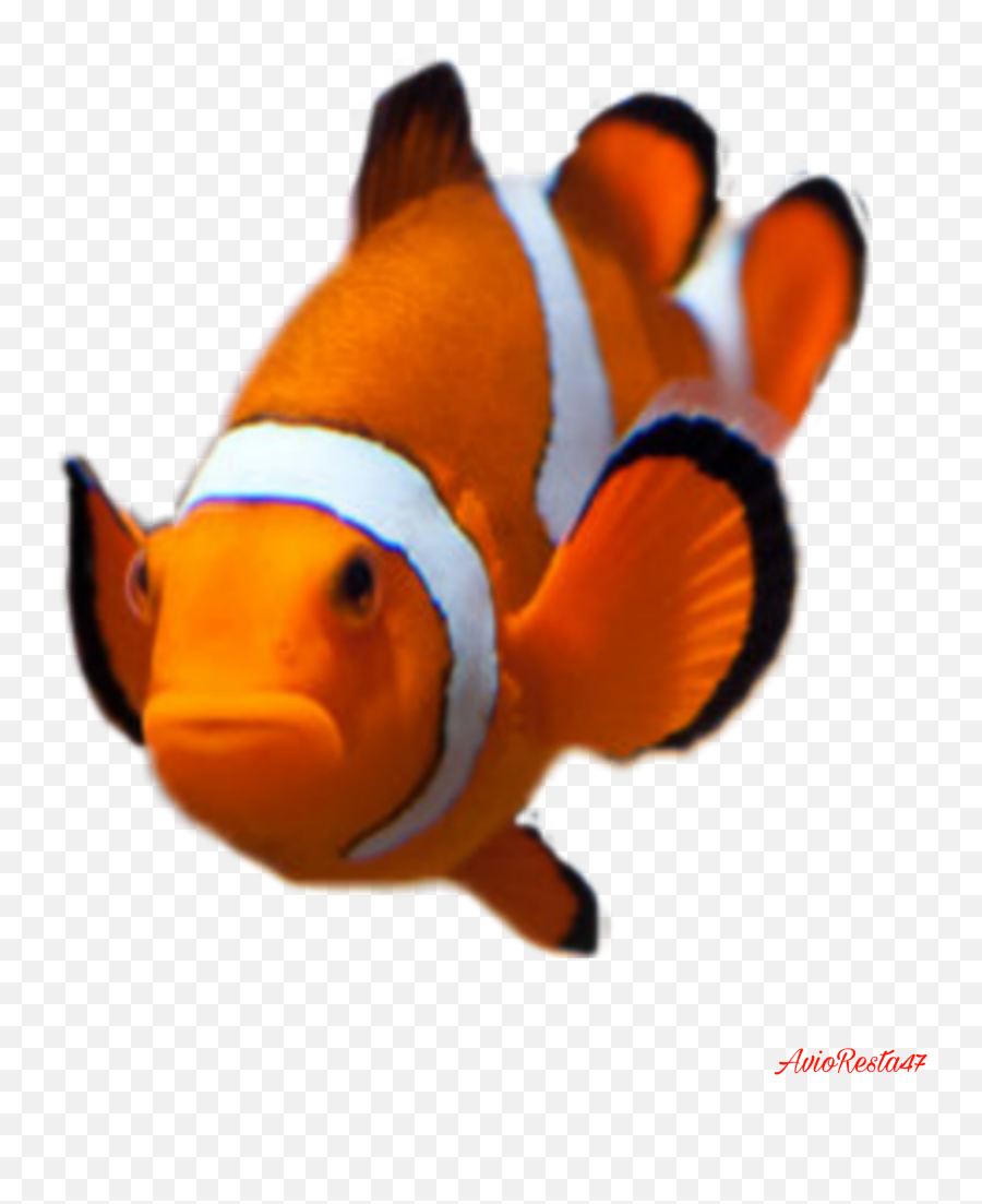 Discover Trending - Ocellaris Clownfish Emoji,Spyglass And Fish Emoji