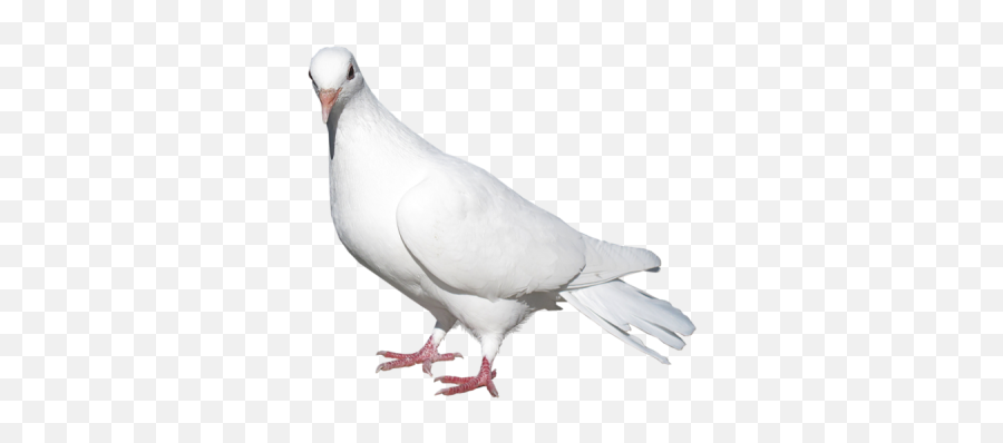 Pigeon Icon - 14381 Transparentpng Transparent White Pigeon Png Emoji,Dove Bird Emojis