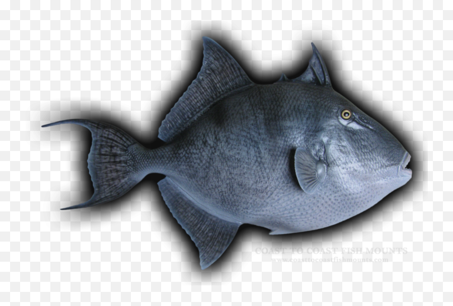 Gray Trigger Fish Fish Mounts U0026 Replicas By Coast - Tocoast Fishes Emoji,Fish Emotions