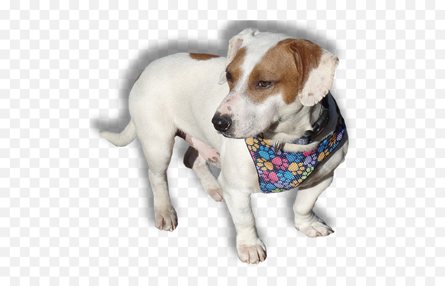 Dogingham Palace Rescue - Dog Clothes Emoji,Beagle Puppy Emotions