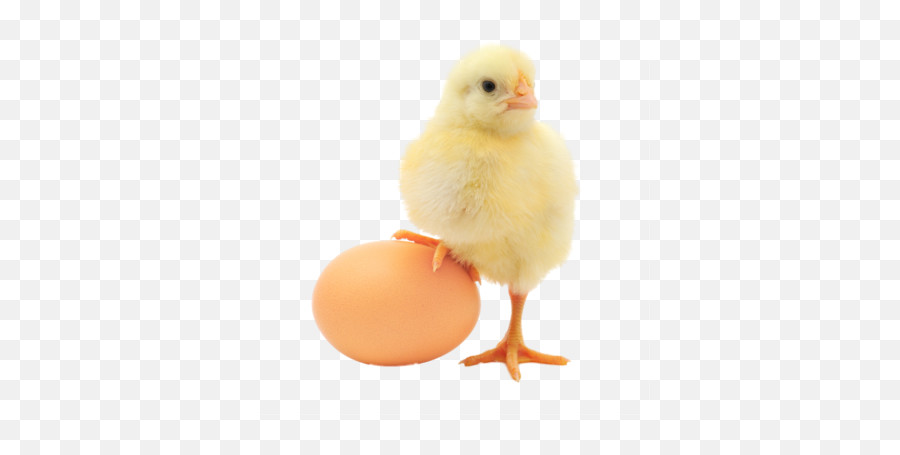 Baby Chicken Png Transparent Image Png Mart - Chicken And An Egg Emoji,Baby Chick Emojis