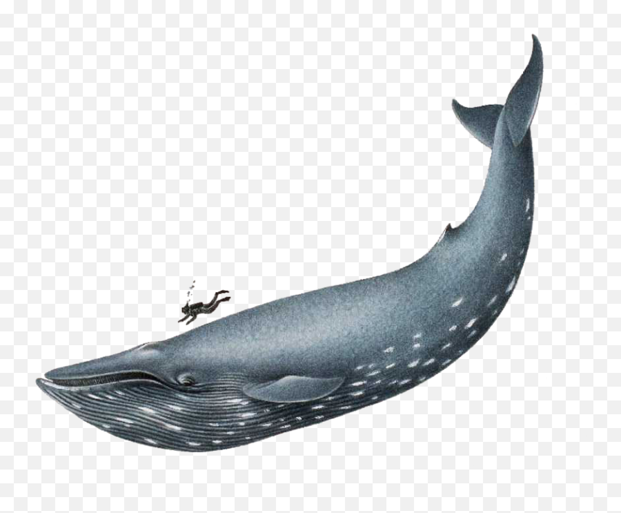 Cetacea Png U0026 Free Cetaceapng Transparent Images 71837 - Pngio Realistic Blue Whale Drawing Emoji,Killer Whale Emoji