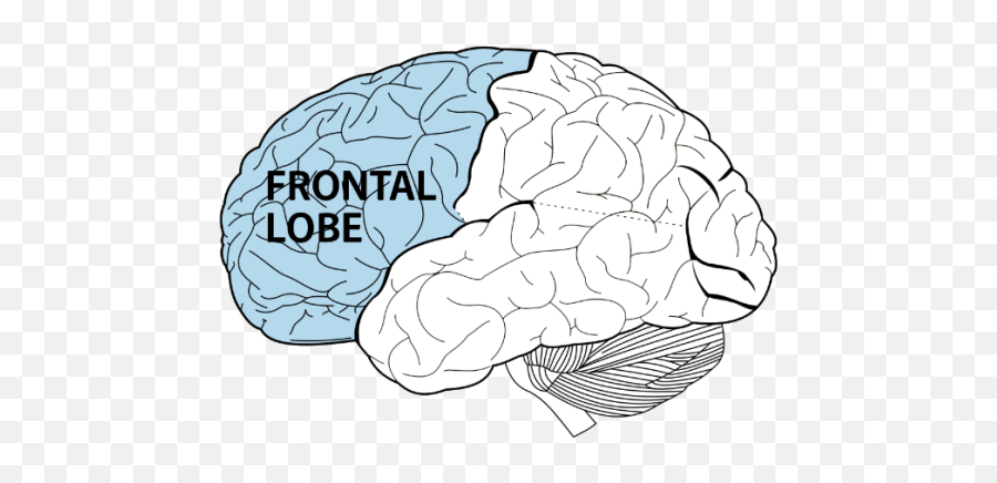 Adhd The Brain - Four Lobes Cerebral Cortex Emoji,Parts Of The Brain That Control Emotion