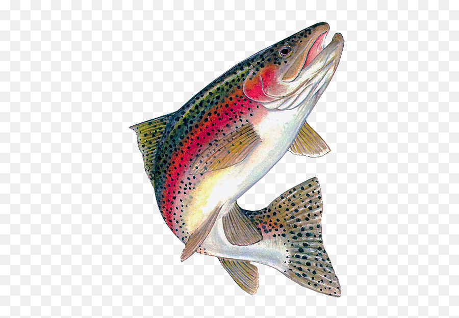 300 Fly Fishing Ideas Fly Fishing Trout Cabin Camping - Rainbow Trout Png Emoji,Emotion Fisherman Fishing Kayak
