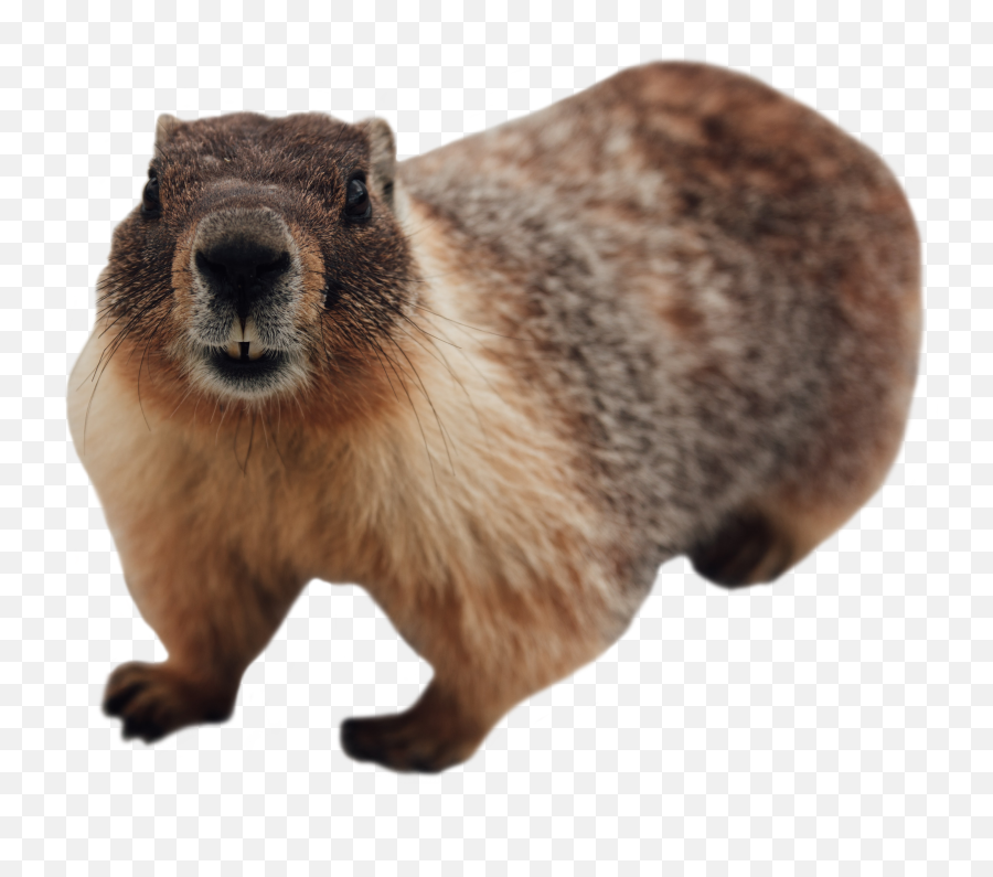 Crow Canyon Archaeological Center - Crow Canyon Groundhog Day Emoji,Phil Simms Emoticon