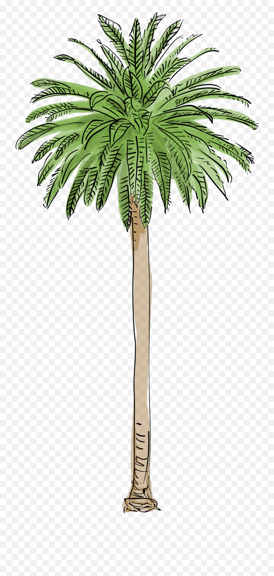 Palm Tree Png Pic - Los Angeles Trees Png Emoji,Download Emoji For Palm Trees