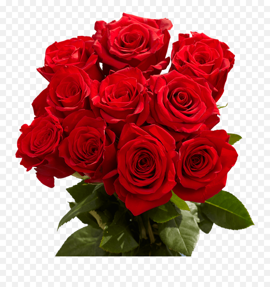 Freedom Red Roses - Red Rose Emoji,Rolling Roses Mixed Emotions