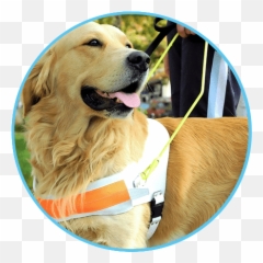 Categories - Naturo Superdog Awards Emoji,Videos Of Dogs Emotions