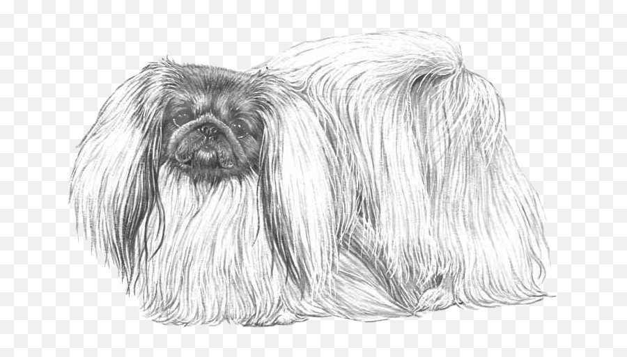 Pekingese - Pedigreed Breeds Dogwellnetcom Sketch Emoji,Collie Emoji