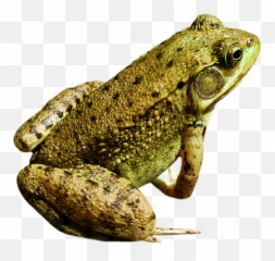 90 Free Toad U0026 Frog Illustrations - Pixabay Emoji,Frog Emoji Hat