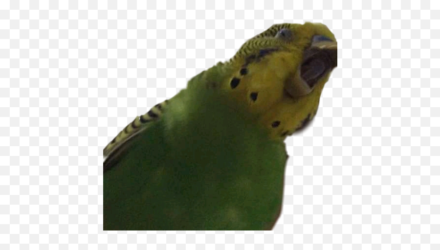 Birb Bird Parrot Ovo Sticker - Budgerigar Emoji,Birb Emoji