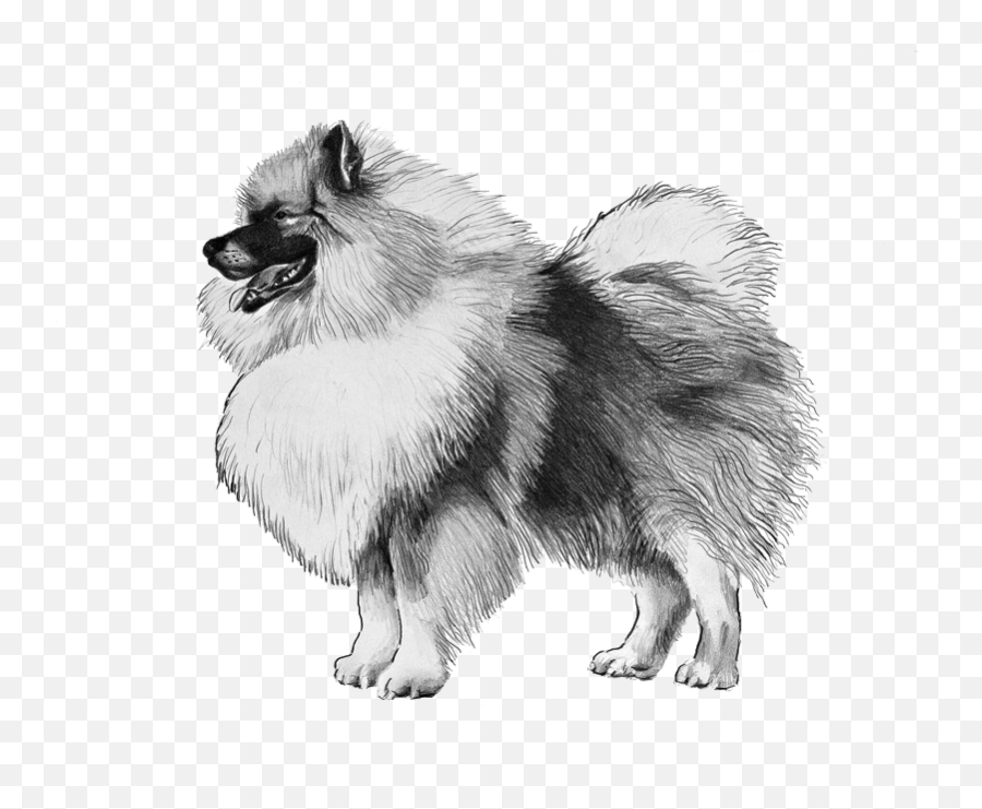Keeshond - Pedigreed Breeds Dogwellnetcom Wolf Spitz Disegno Emoji,Dog Emoji Copy And Paste