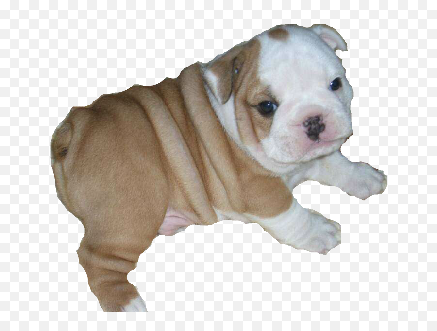 Sitting Bulldog Png File Png Mart - Bulldog Puppy Transparent Emoji,English Bulldog Emoji