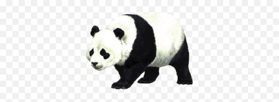 Png Images Panda 27png Snipstock - Giant Panda Transparent Background Emoji,Panda Emotion Clipart