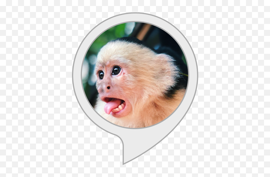 Compliment Monkey - Monkey Emoji,Emotions Of A White-faced Capuchin Monkey