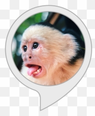 Compliment Monkey - Monkey Emoji,Emotions Of A White-faced Capuchin Monkey