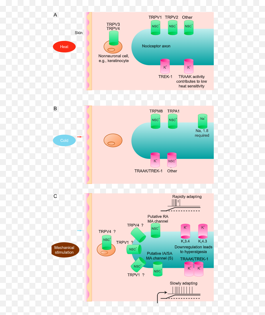 Learn About Skin Receptors For Pain Cheggcom Emoji,Organ Emotions Visceral