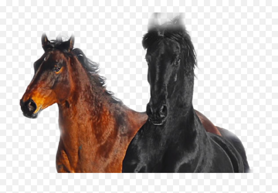 Oldtownroad Horse Sticker - Lil Nas X Old Town Road Feat Billy Ray Cyrus Remix Unknown Emoji,Horse Emoji App