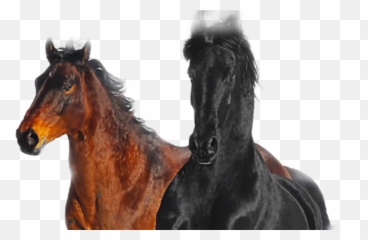 Oldtownroad Horse Sticker - Lil Nas X Old Town Road Feat Billy Ray Cyrus Remix Unknown Emoji,Horse Emoji App