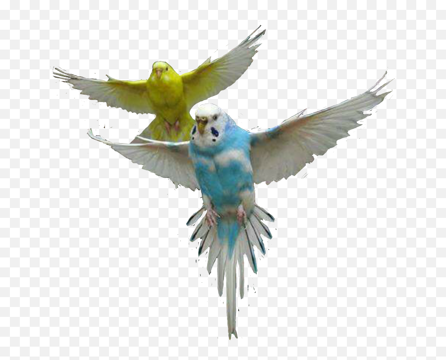 Parrot Parrots Bird Fly Air Up Sticker - Colorful Flying Birds Png Emoji,Parakeet Emoji