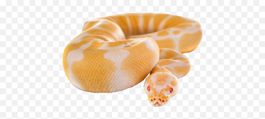 The Most Edited Ballpython Picsart - Ball Pyjon Emoji,Emoji Ball Python