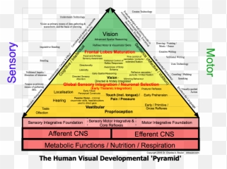 The Human Visual Developmental Pyramid - Developmental Pyramid Emoji,Bean Bag Toss Emotions