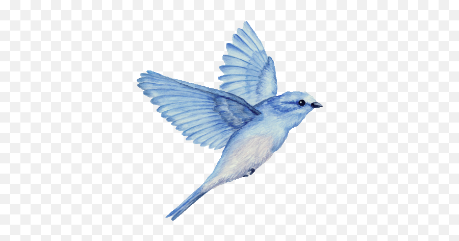 How To Attract Birds To Your Yard - Mountain Bluebird Emoji,Bird Jay Emoticon