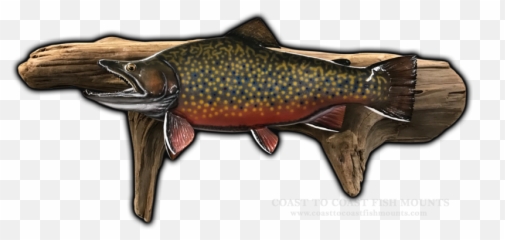 18 Brook Trout Fish Mount Replica Ccbk114 - Pacific Salmons And Trouts Emoji,Fish Relating To Emotions