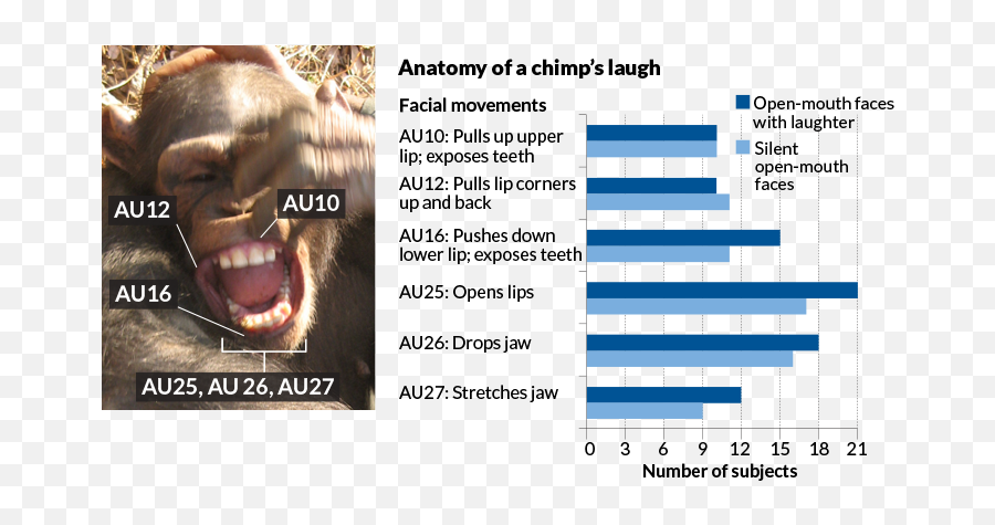 Human Laugh Lines Traced Back To Ape - Tinh Tinh Ci Emoji,Laughing & Crying Emoji